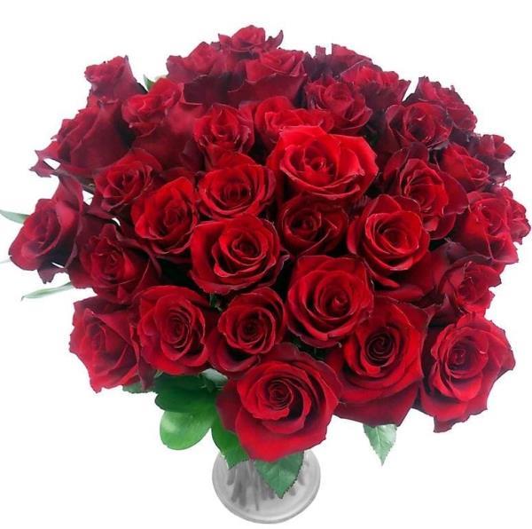 36 Red Roses